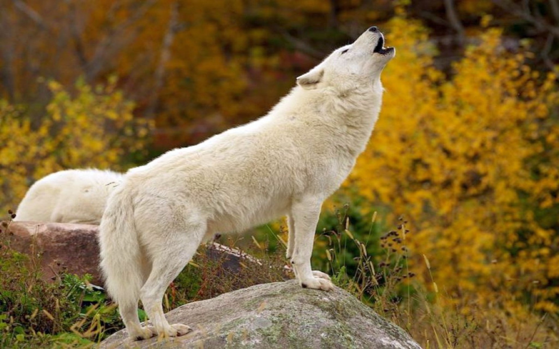 Other: White Wolves Animal Nature Howling Wolf Wallpaper For ...