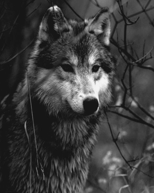 photography animals Black and White wolf wolves black white | Grr ...