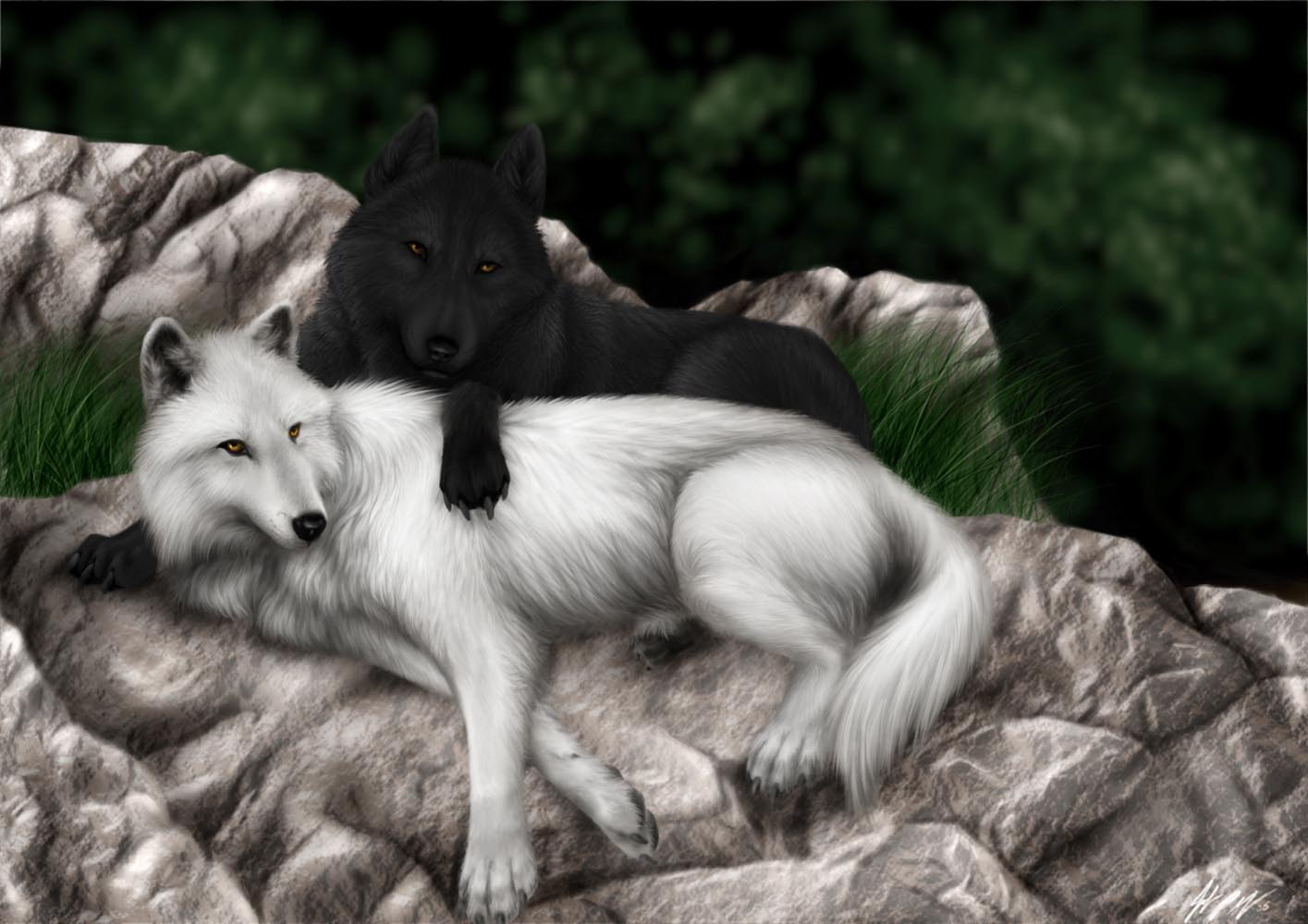 White wolf wallpaper wolves 3 picture | Chainimage