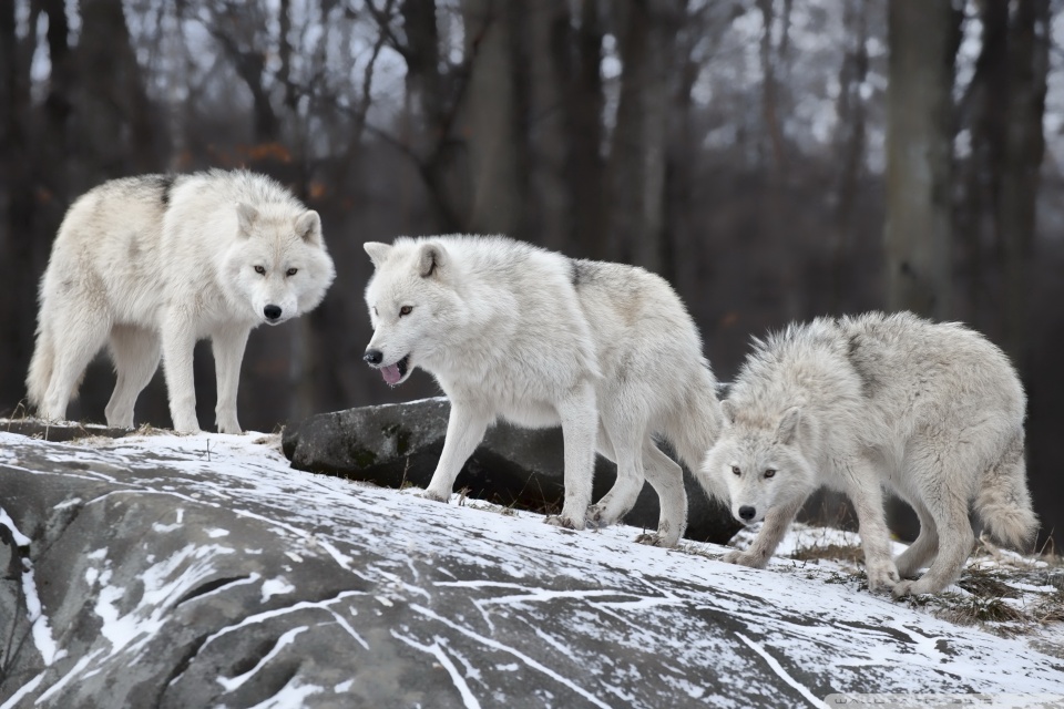 White Wolves Pack HD desktop wallpaper : Widescreen : High ...