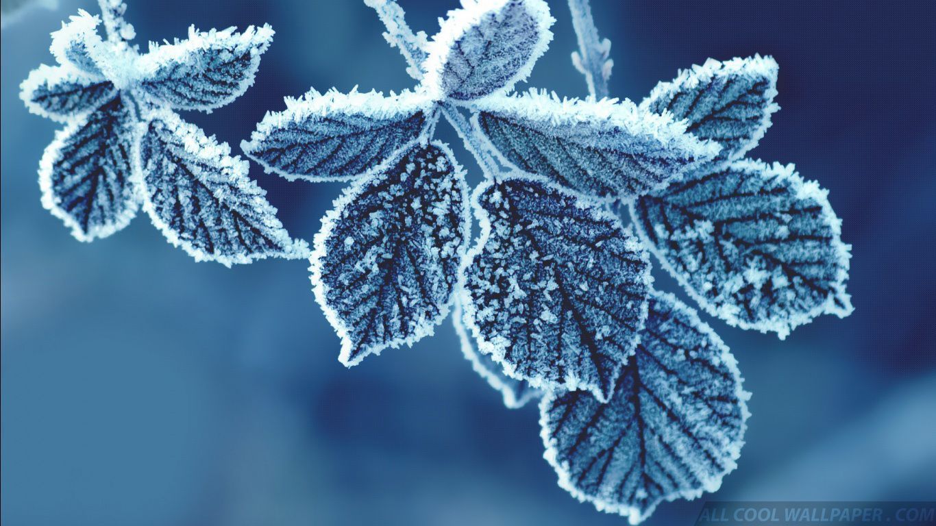 Cold-Leaves-In-Winter-HD-Wallpaper.jpg
