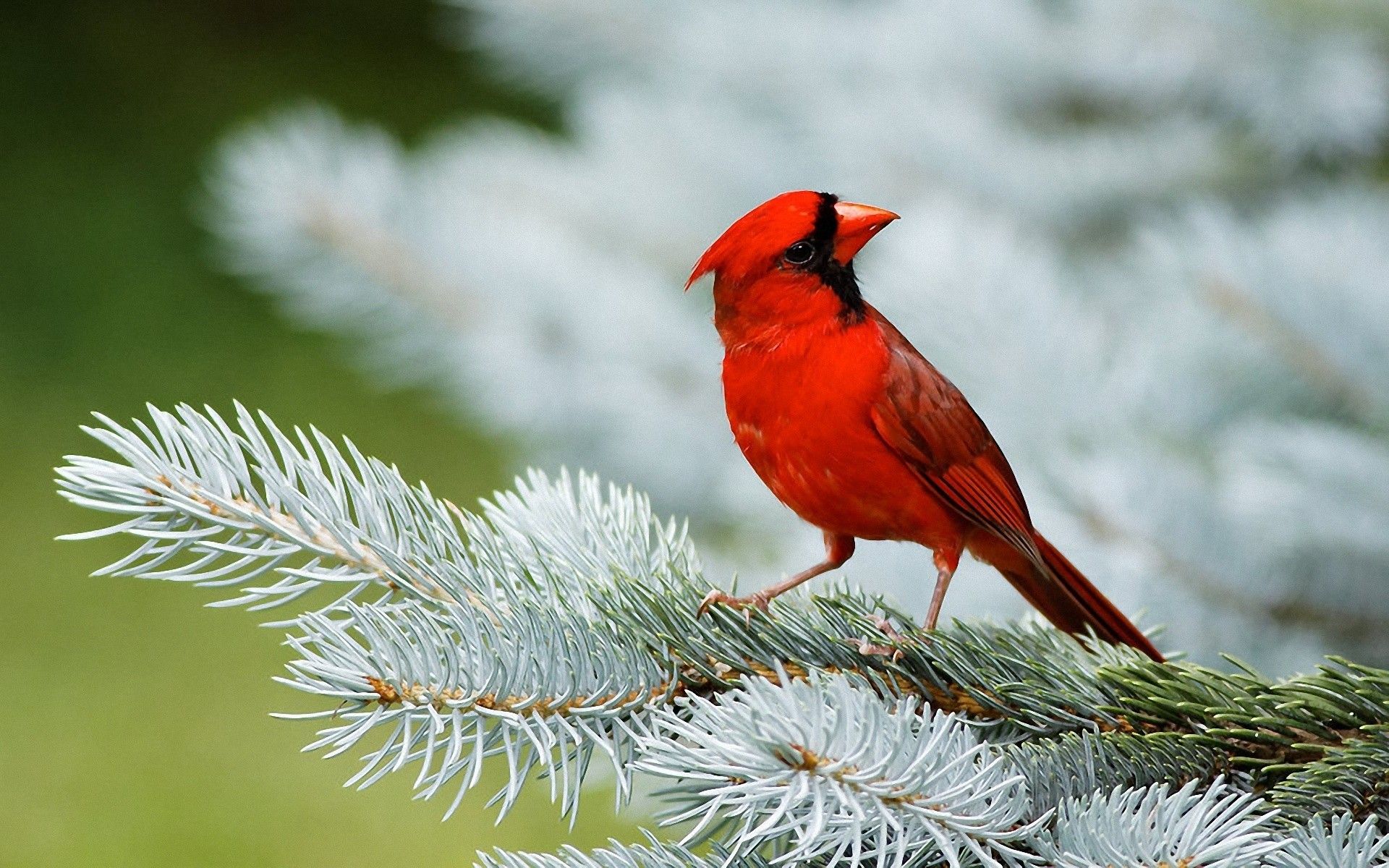 Winter Birds Desktop Wallpaper | Winter Bird Photos | Cool Wallpapers