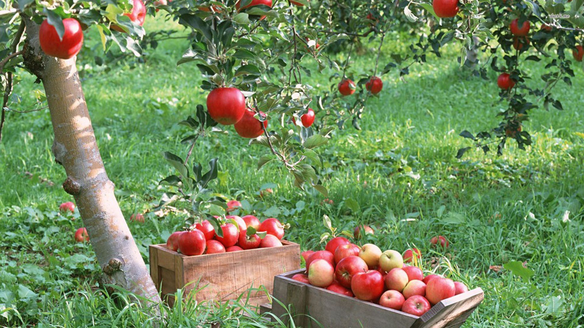 Picking apples, tree, fruit, photography, 1920x1080 HD Wallpaper