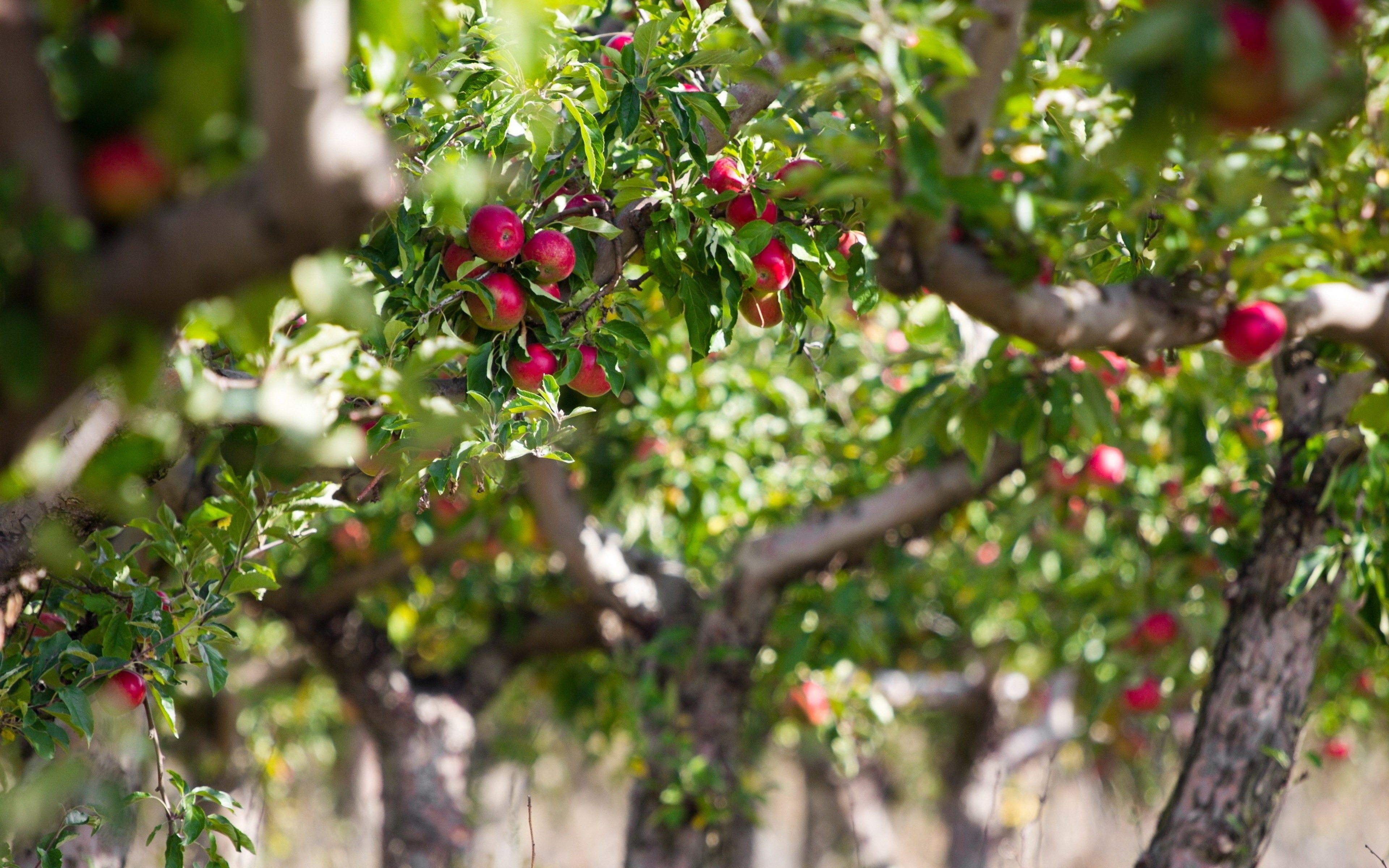 Download Wallpaper 3840x2400 Apple, Apples, Tree, Branches Ultra ...