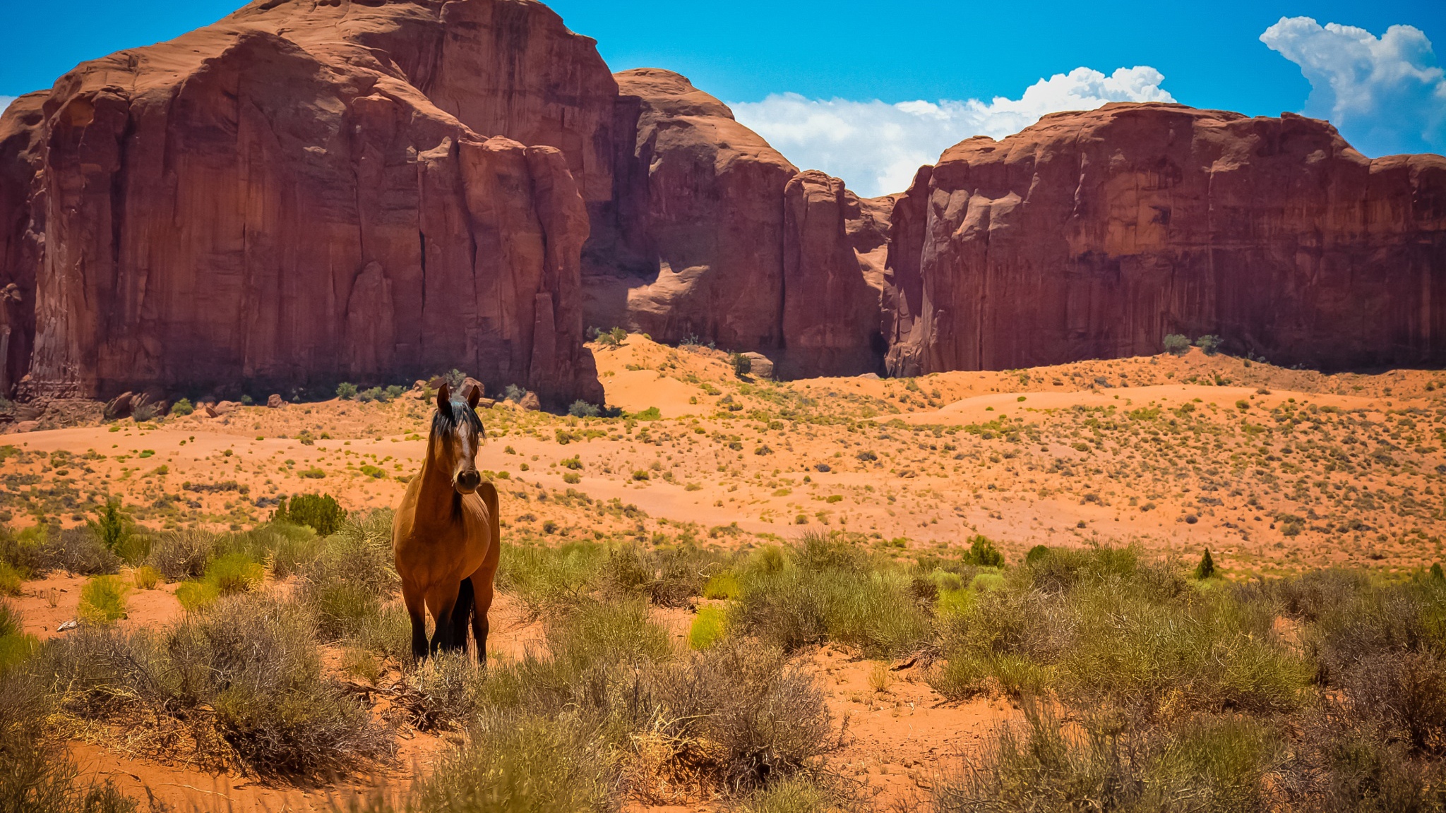 Download Wallpaper 2048x1152 Horse, Usa, Arizona, Monument valley
