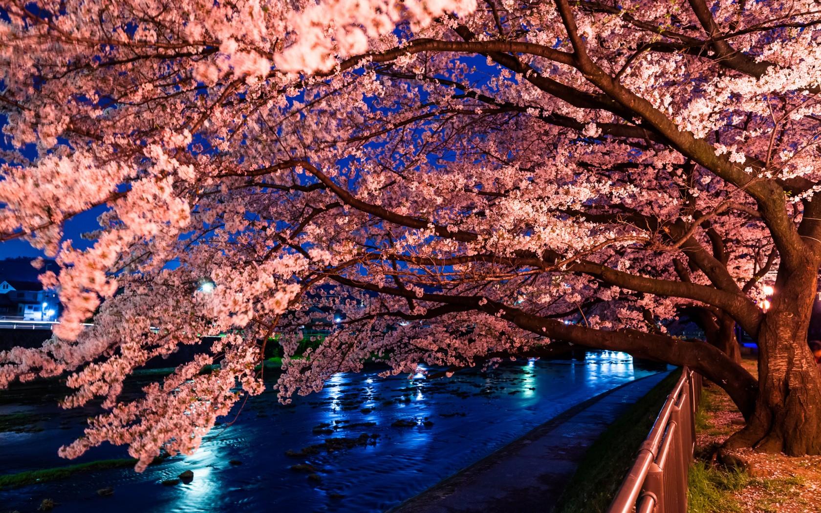 Japanese Cherry Blossom Desktop Wallpaper | HD Wallpapers Range