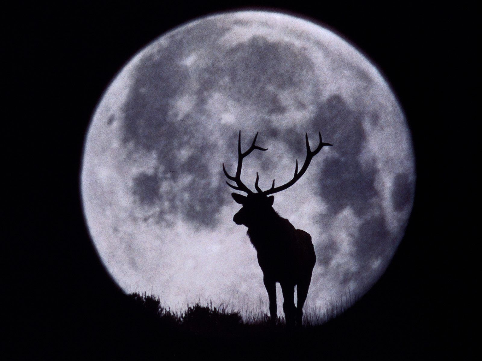 Wallpaper night, black, Moon, deer, Deer and Full Moon.
