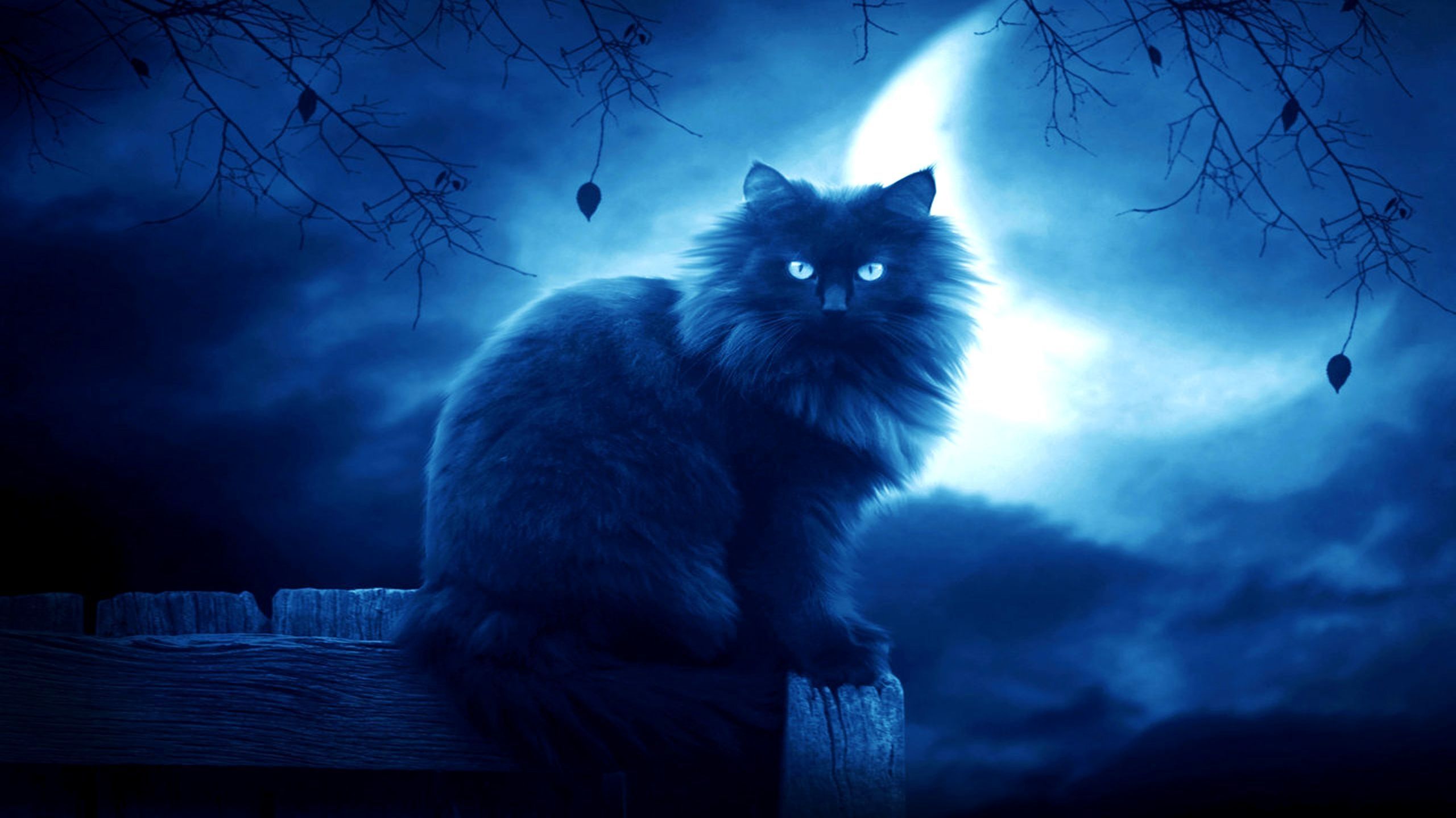 Download Wallpaper 2560x1440 Cat, Black, Moon, Night, Silhouette ...