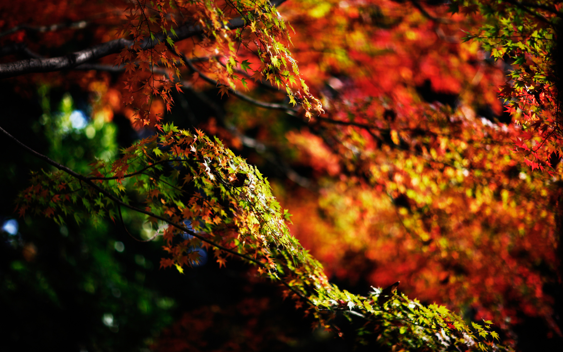 Maple Tree Wallpaper HD