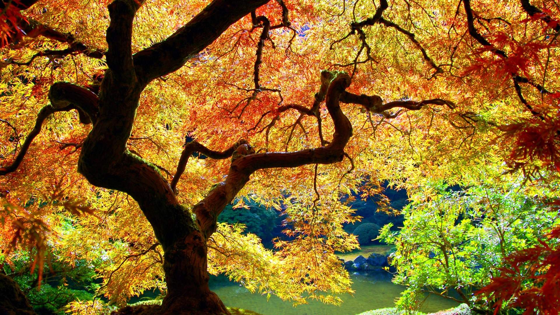 Maple Tree Wallpaper HD