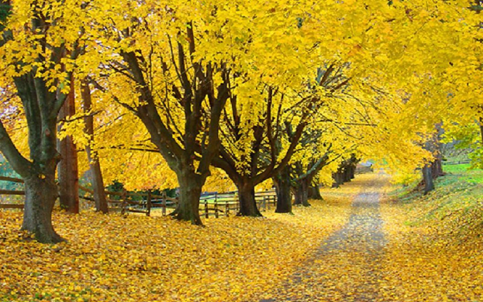 Wallpaper maple tree, autumn, lane, road, path, golden leaves