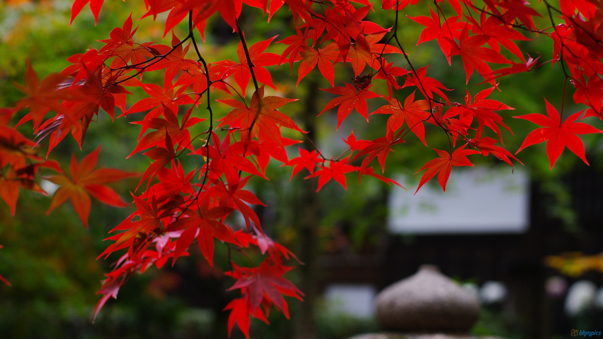 Autumn Maple Tree Wallpapers Real HD Wallpaper Entertainment