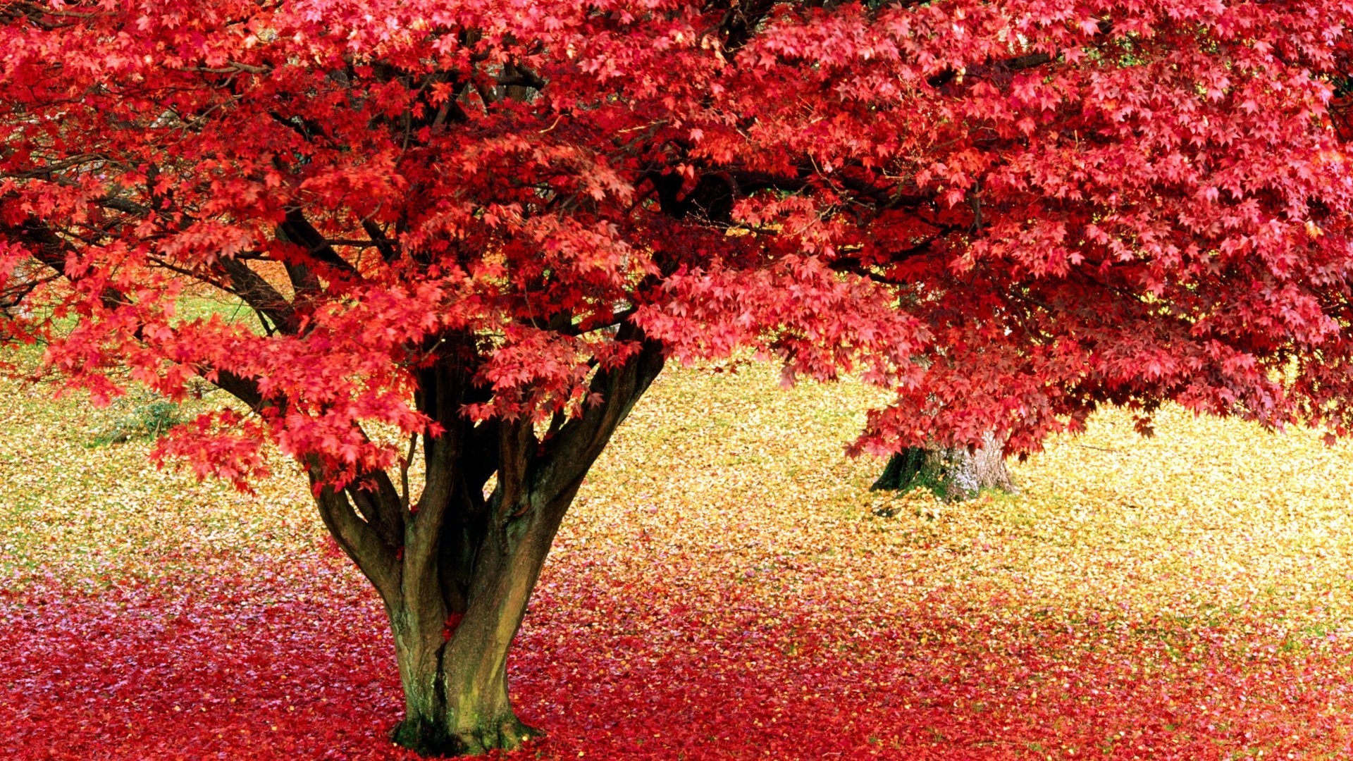 Autumn, tree, maple, wallpaper