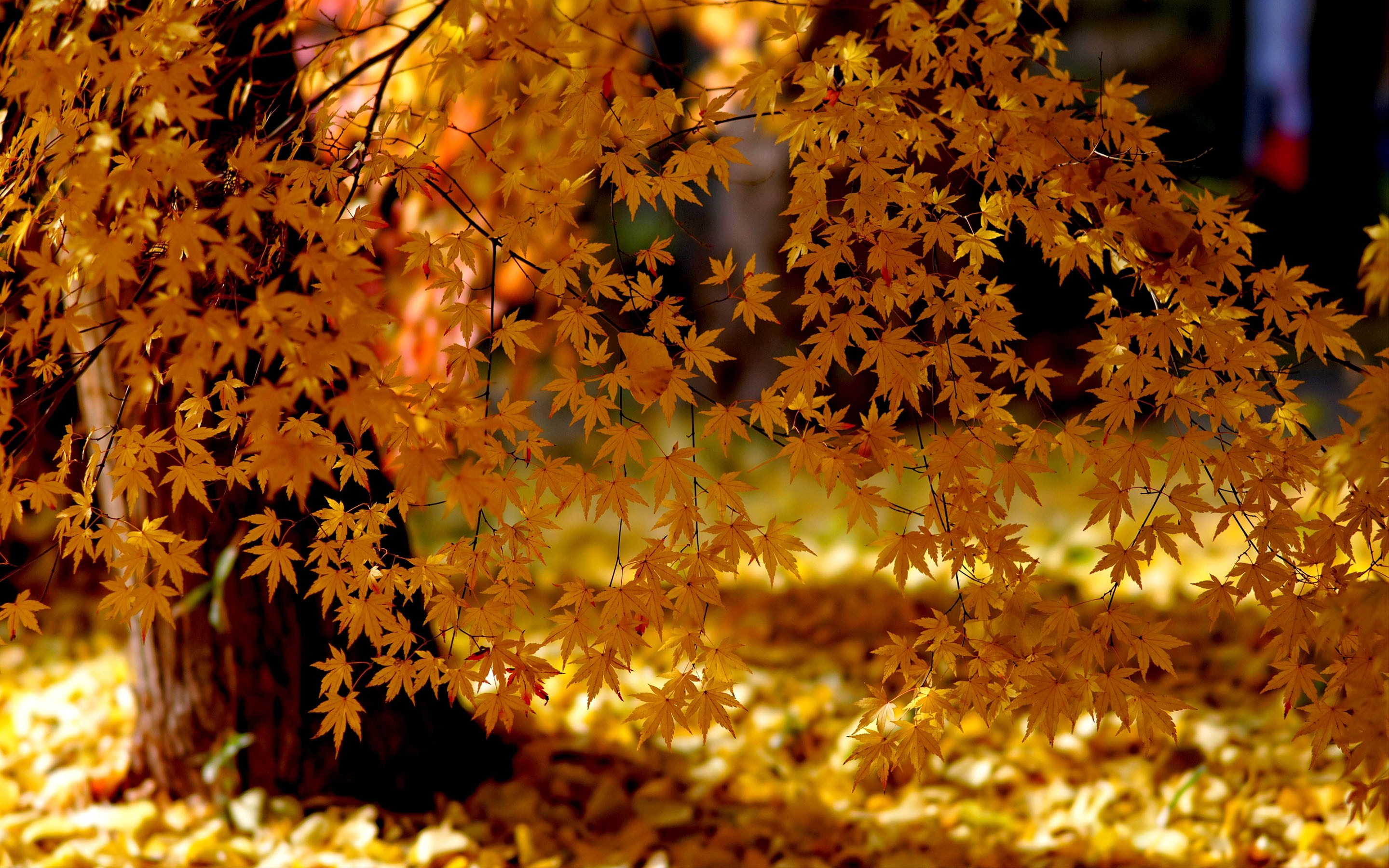 Autumn Maple Tree Wallpapers Real HD Wallpaper Entertainment