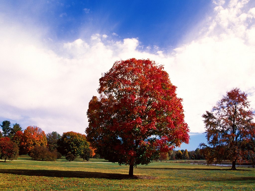 Red Maple Tree, Bernheim Forest Arboretum, Clermont Nature