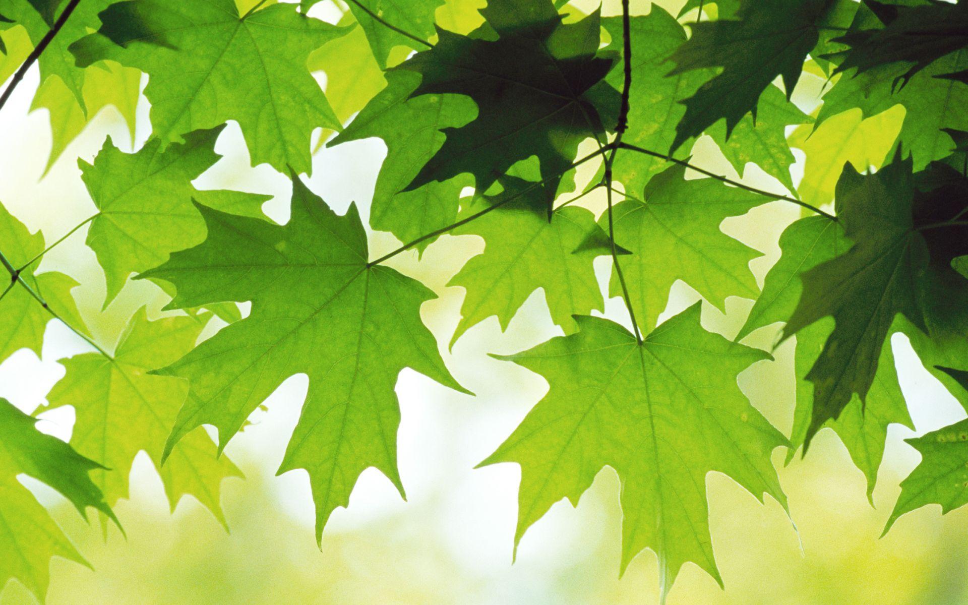 Leaves Of A Maple Tree HD Wallpaper, get it now