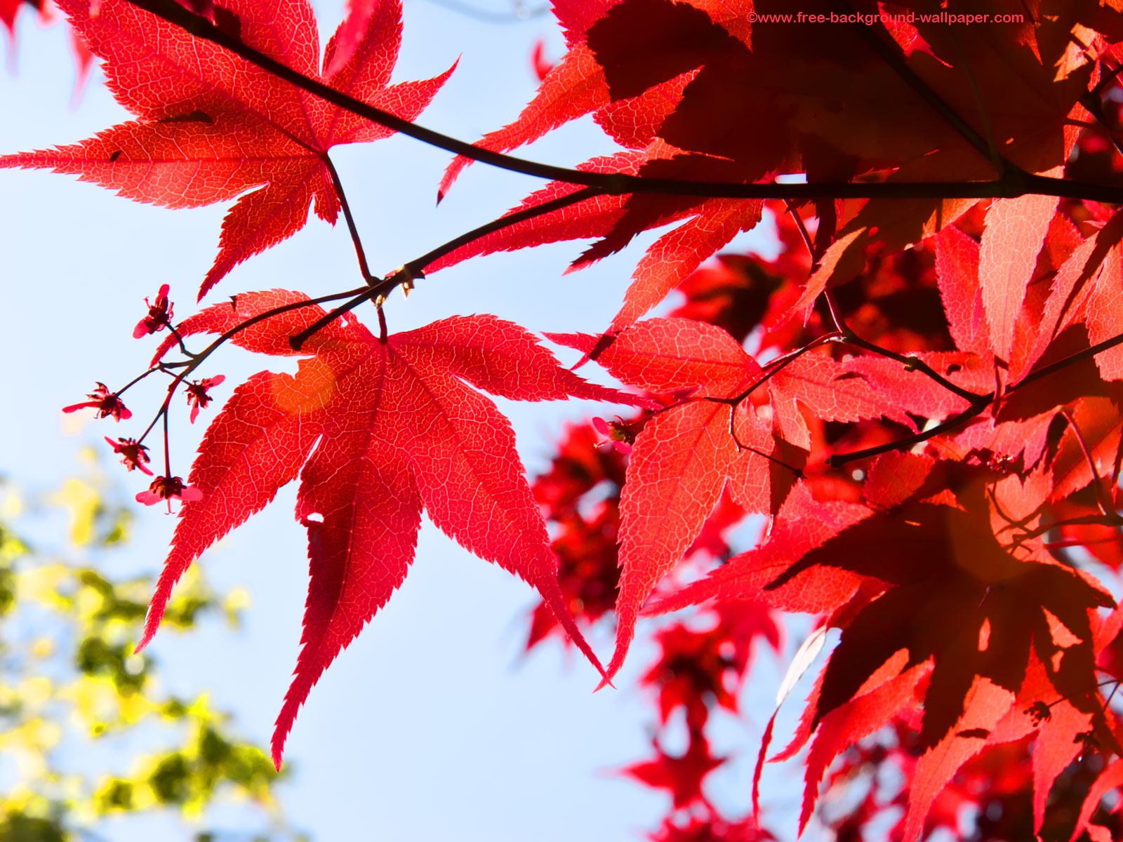 Багряный сентябрь. Клен мелколистный красный. Клен остролистный с красной листвой. Клен красный японский остролистный. Клен японский краснолистный.