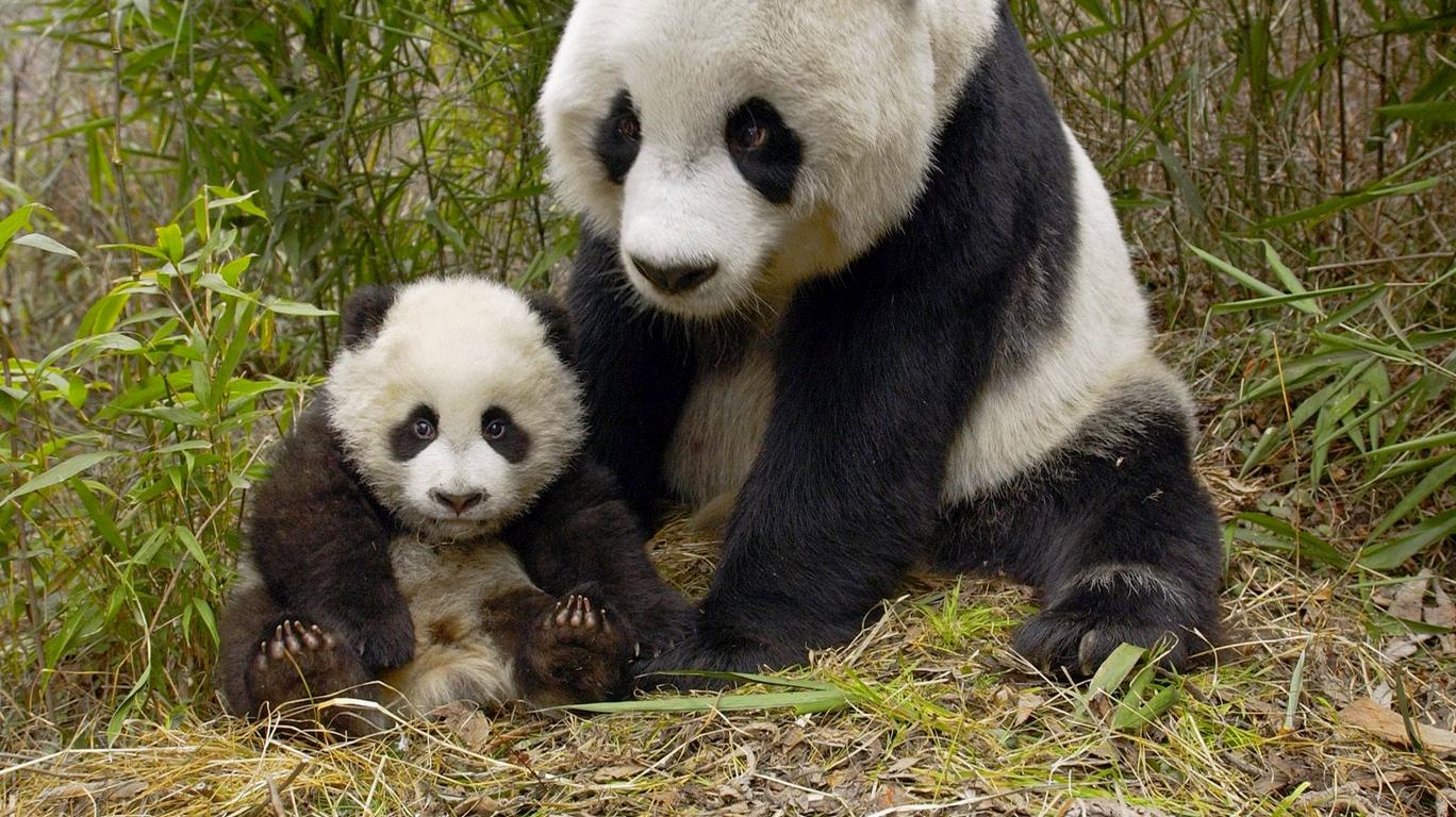 Panda Baby Desktop Wallpaper Categories Wallpapers Animals ...