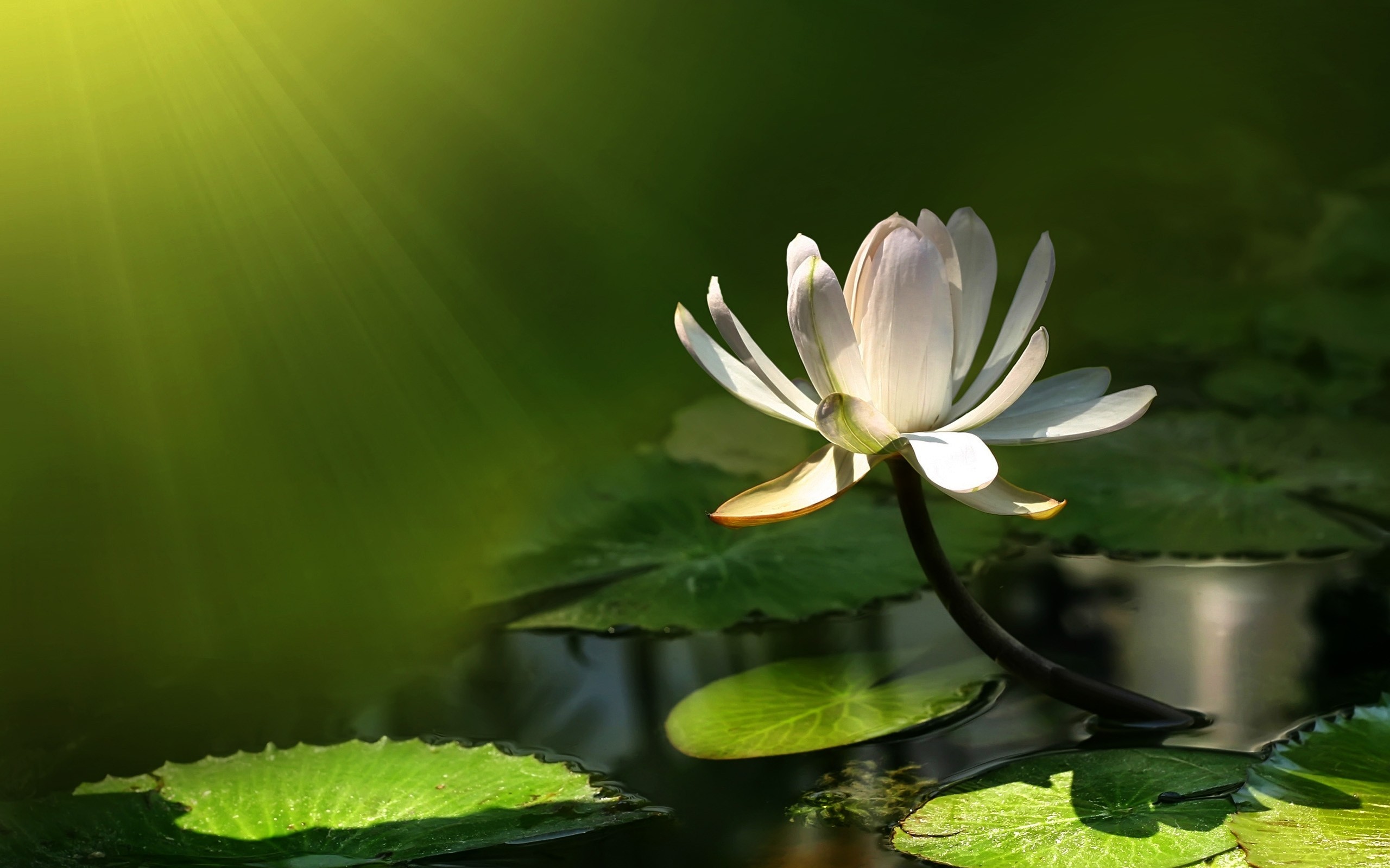 Lily Pad Wallpapers - Wallpaper Zone