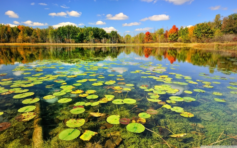 landscapes,water water landscapes nature trees autumn forest lakes ...