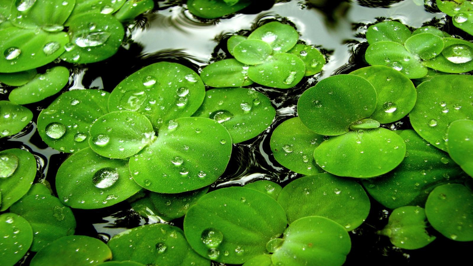 Water leaves water drops lily pads wallpaper | 1600x900 | 199301 ...