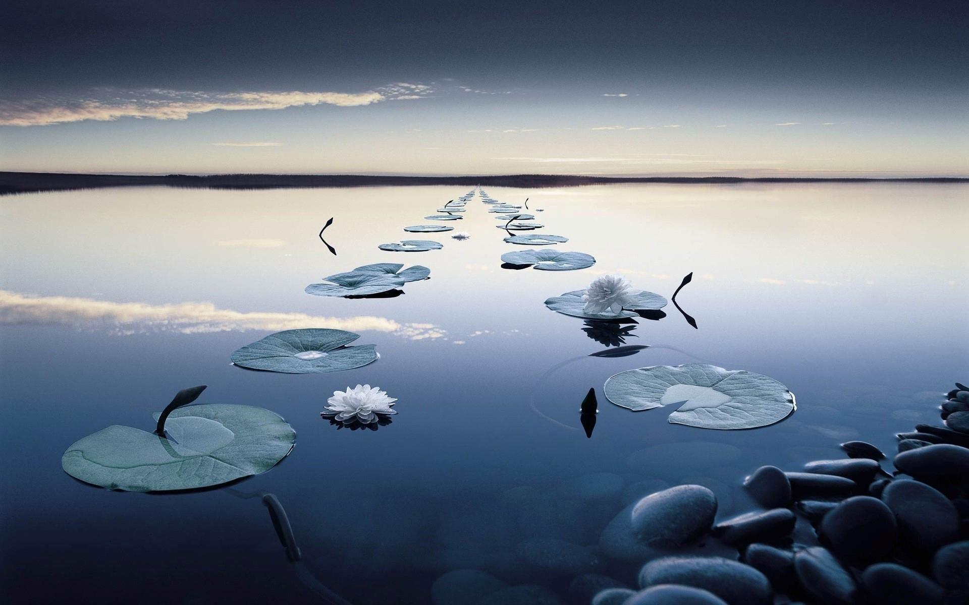 Beautiful Lily Pad In A Row wallpapers | Beautiful Lily Pad In A ...