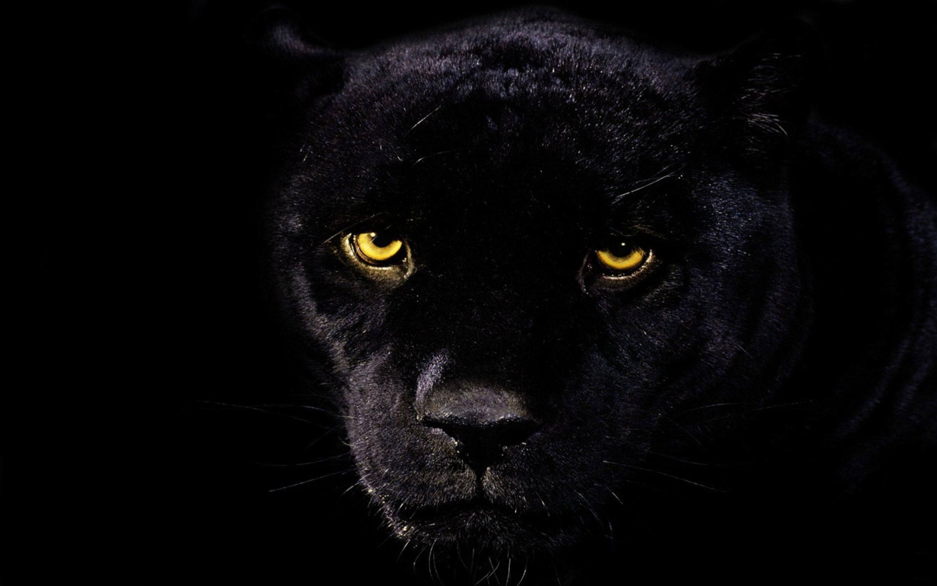 Black Leopard HD Wallpapers | Black Leopard Images | Cool Wallpapers