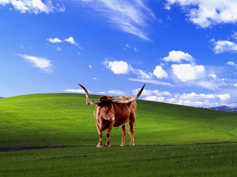 View topic - Some Longhorn wallpapers - BetaArchive
