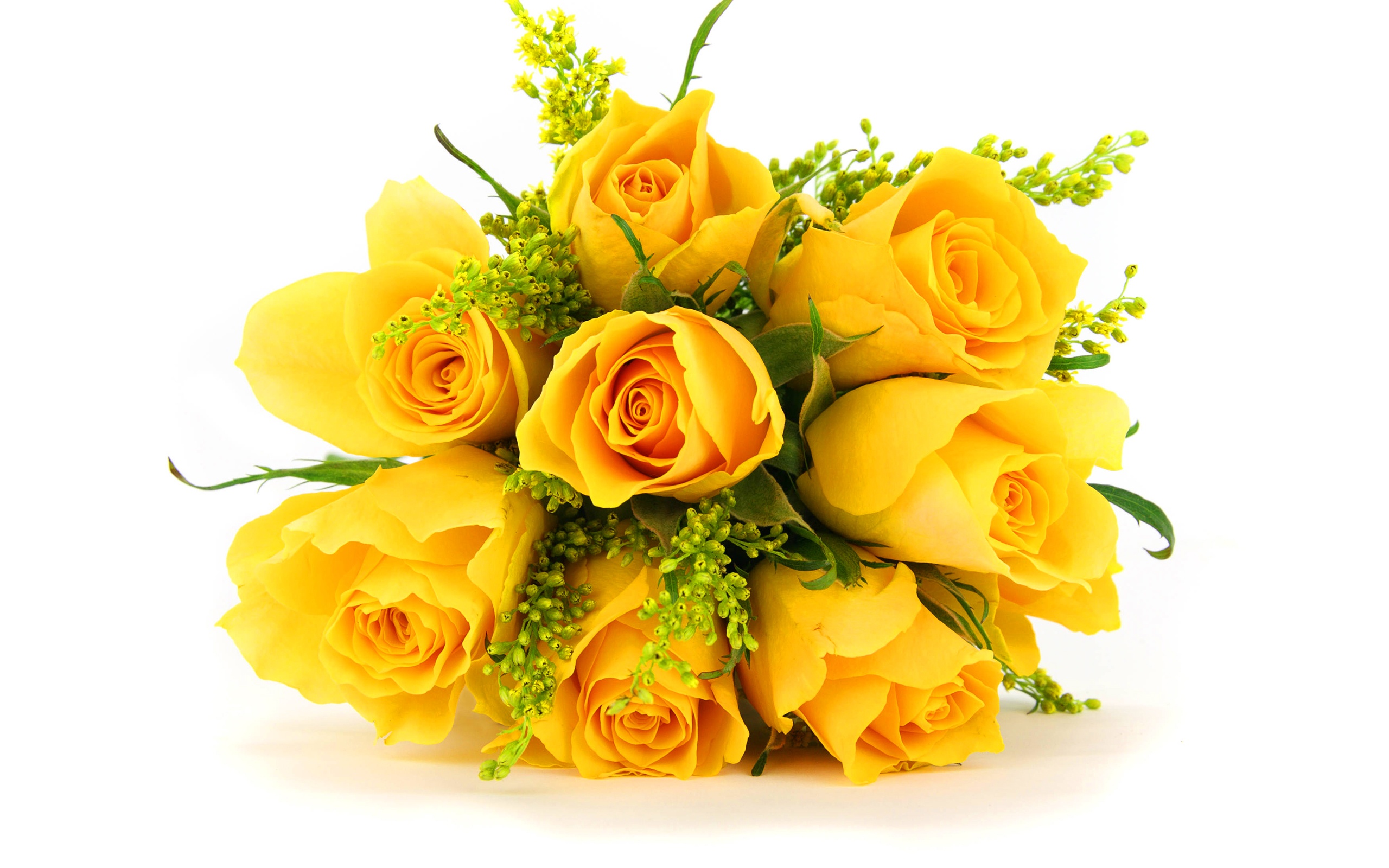Bunch-Of-Yellow-Roses-With-White-Background-HD-Latest-Wallpaper.jpg