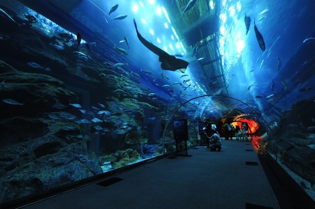 Dubai Mall Aquarium Hd Wallpaper Wallpaper Your Popular HD