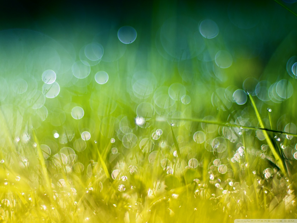 Green Gold Grass HD desktop wallpaper : Widescreen : High ...