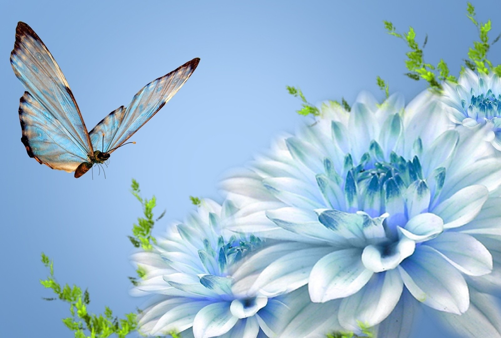 Best New Butterfly Art HD Wallpaper Desktop e1369255758264