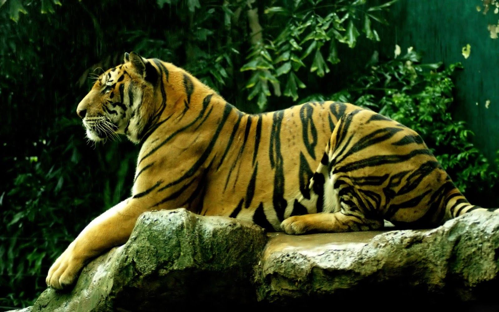Animals HD Wallpaper Royal Bengal tiger1