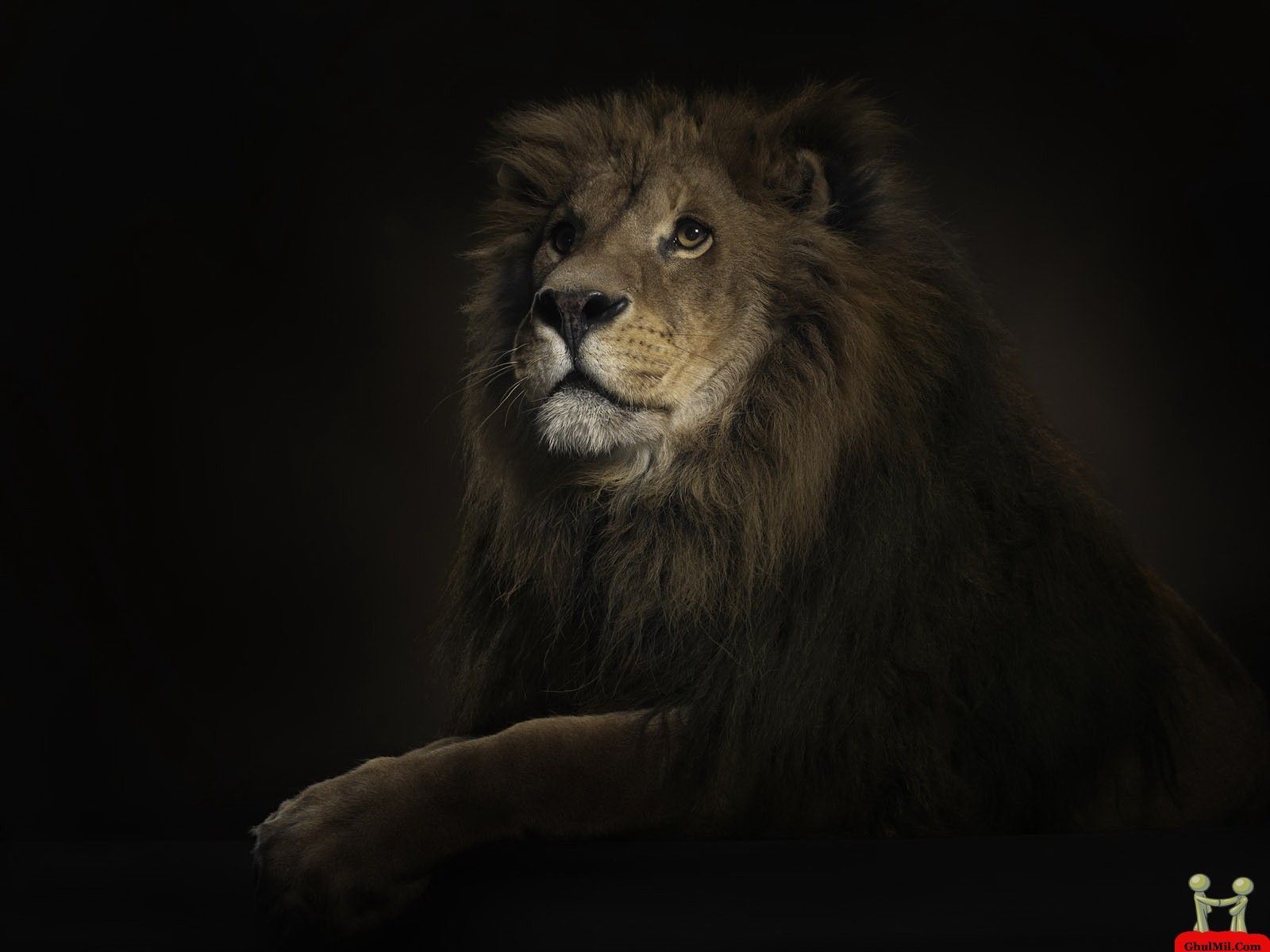 Beautiful Amazing HD Wallpaper Of Great Lion – HD Wallpapers Free ...