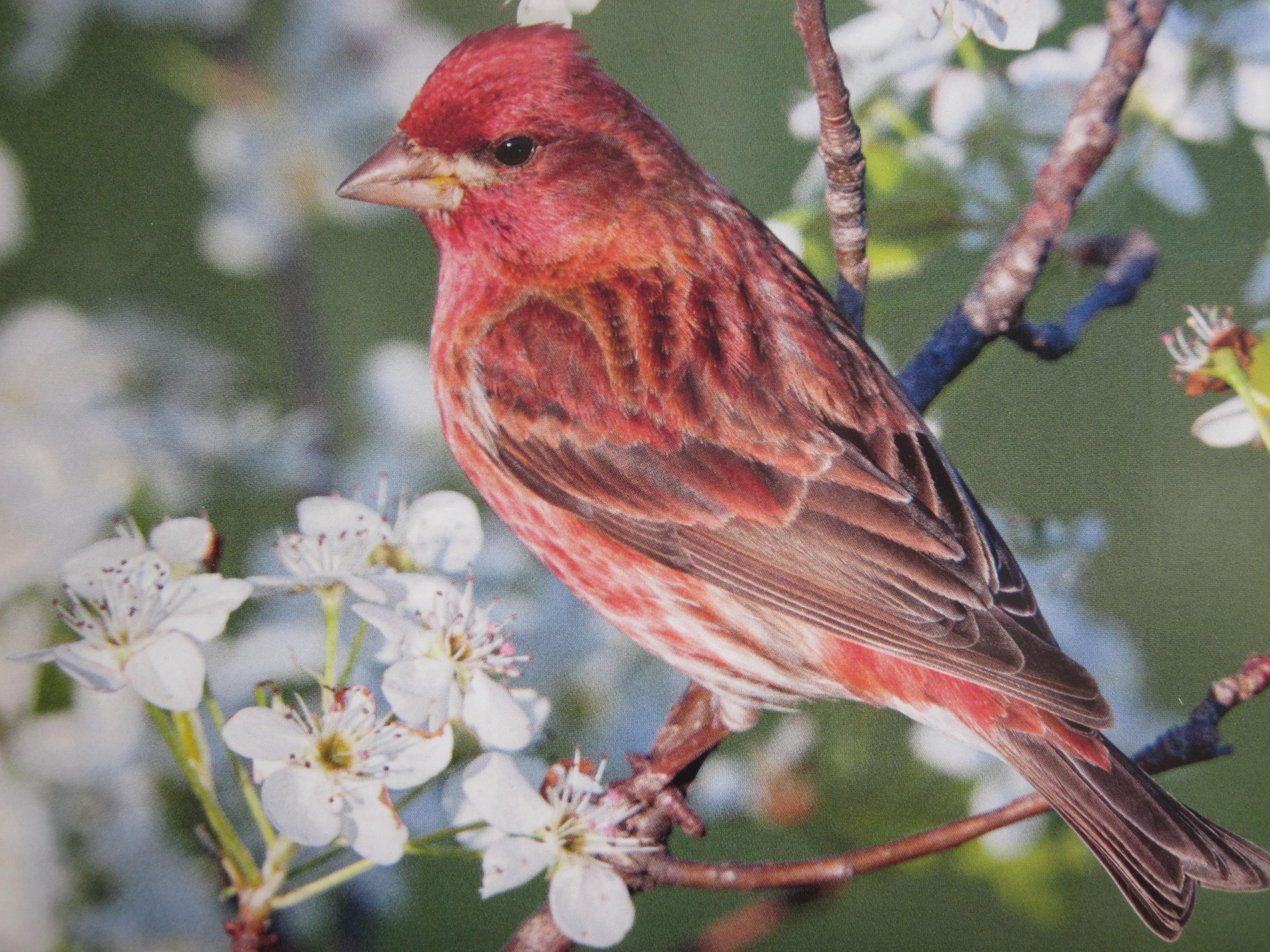Red Bird HD 1080i HD Wallpaper, get it now