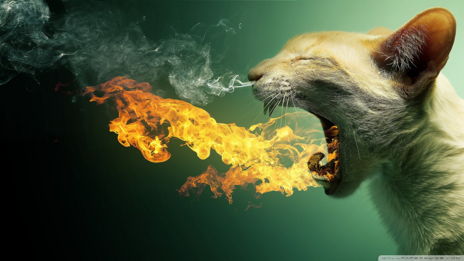 Download Flaming Cat Wallpaper 1920x1080 | Wallpoper #441014