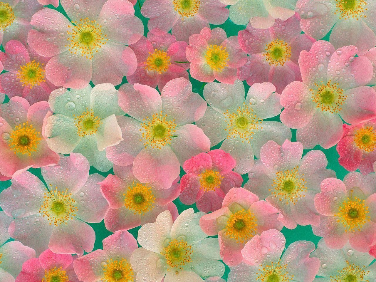 28 flower wallpaper