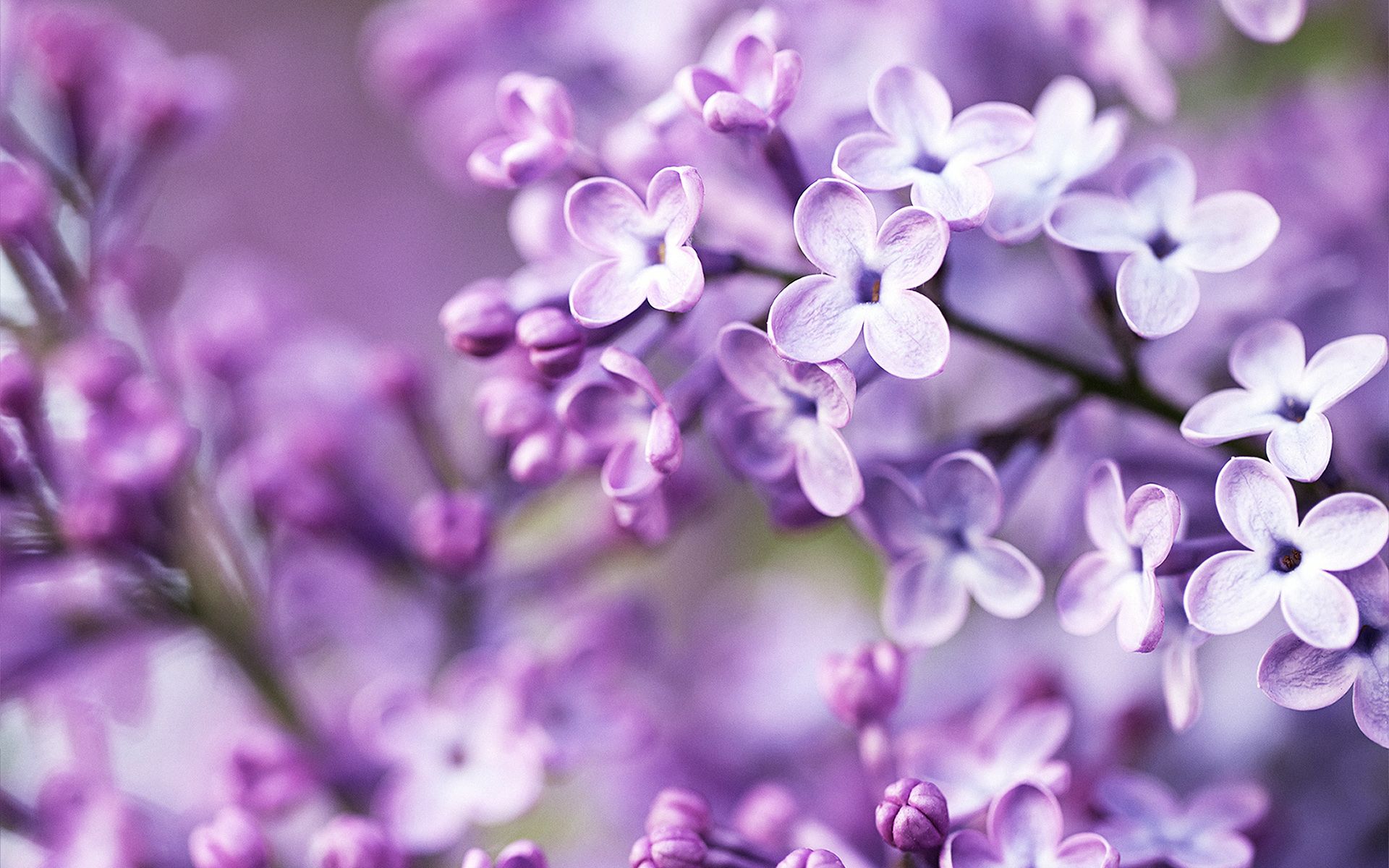 purple flowers images and wallpapers Download