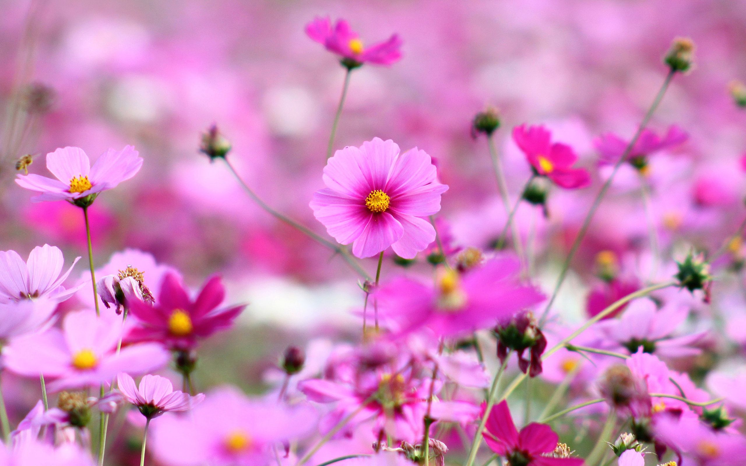 bunch of flowers images and wallpapers Download