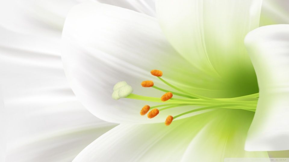 White Lily, Easter Flower HD desktop wallpaper : Widescreen : High ...