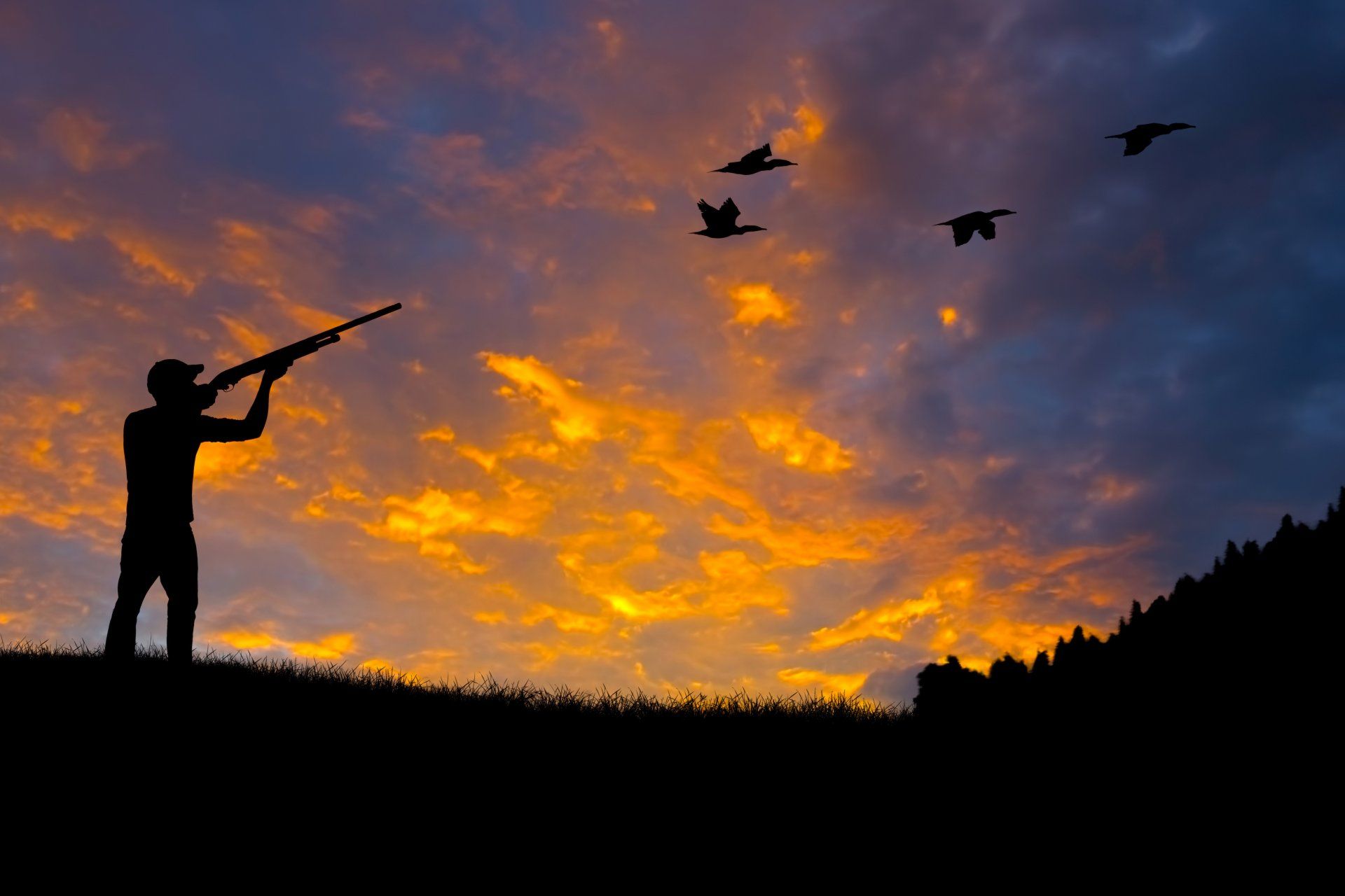 silhouette hunt rifle the gun rifle aim preemption shooting duck ...