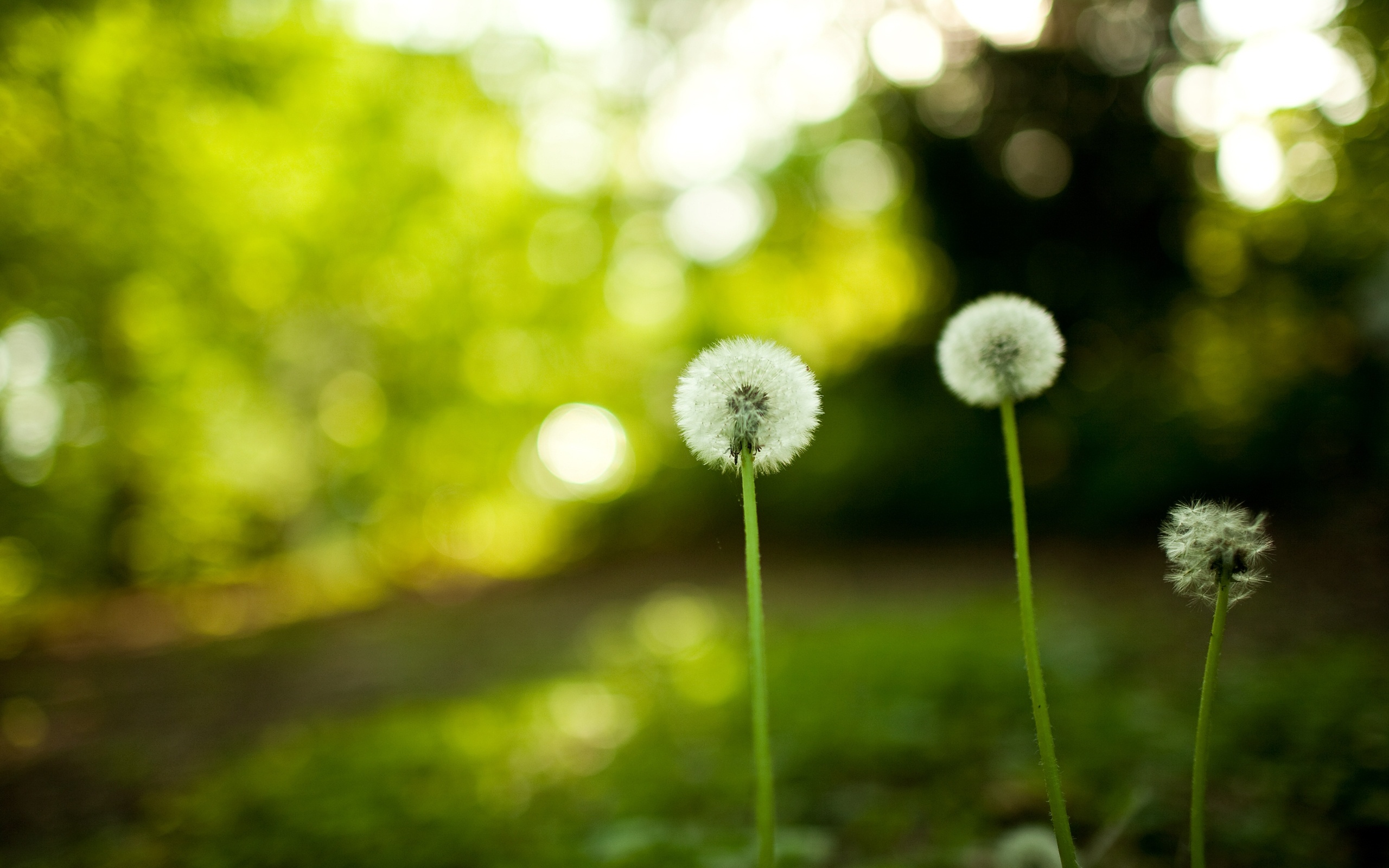 Dandelion Flowers Wallpapers HD Pictures | One HD Wallpaper ...