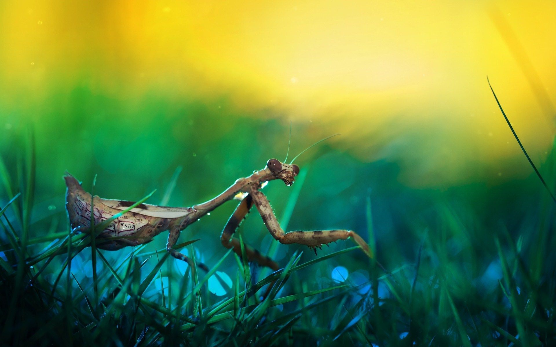 mantis, macro, wild, grass, drops, motion blur, picture, hd, wallpaper