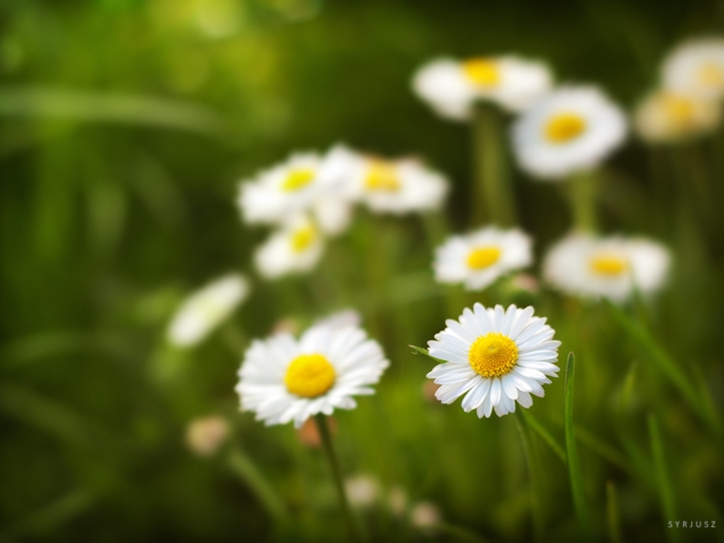 White Flowers Blur Wallpaper Download HD High Quality