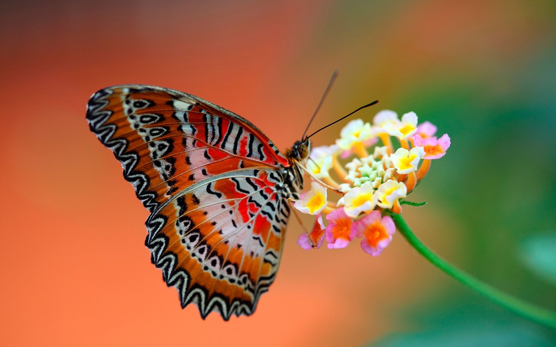 Butterfly on flower full HD wallpaper | HD Wallpapers Rocks