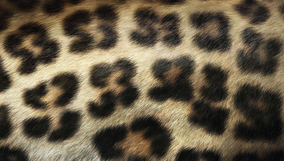 IMAGE | cheetah skin wallpaper