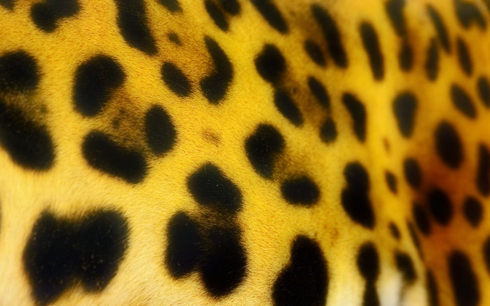 Cheetah fur pattern - 1680x1050 - Wallpaper on WallpaperMade