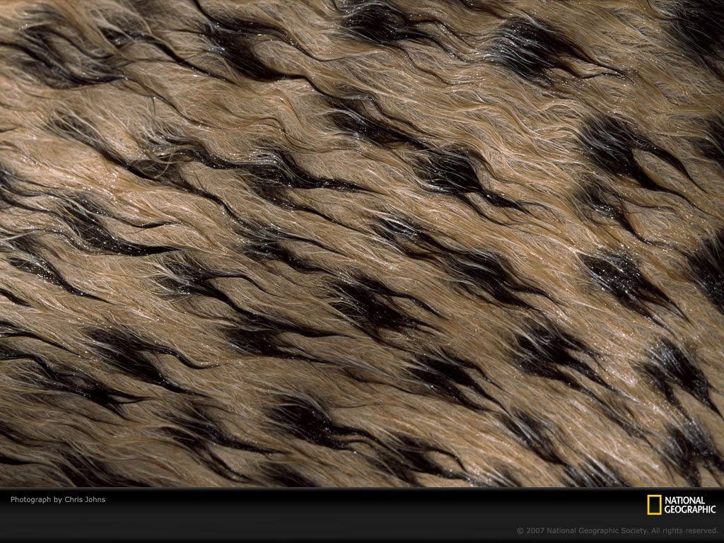 Wet Cheetah Fur Picture, Wet Cheetah Fur Desktop Wallpaper, Free ...