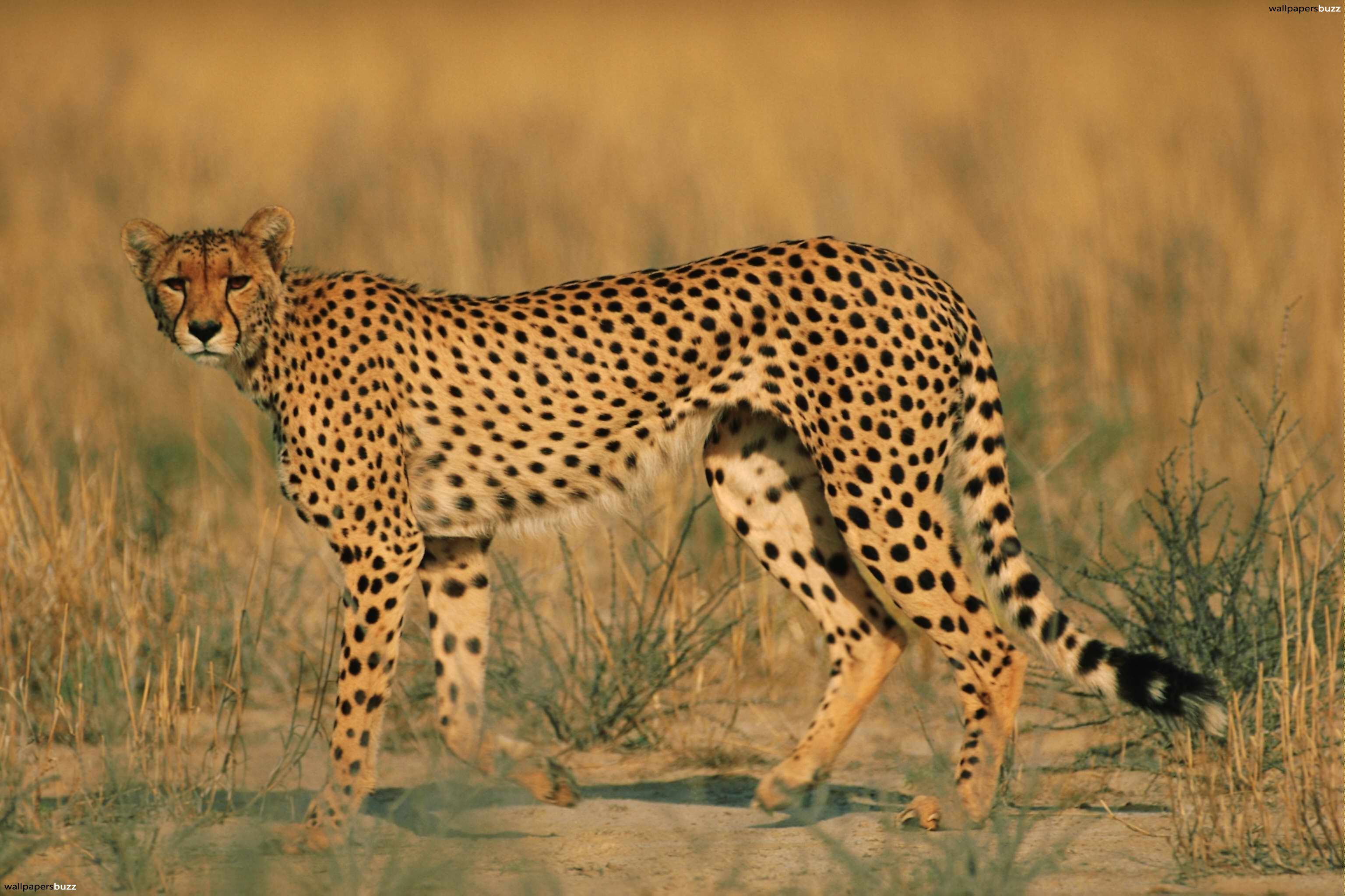 Standing adult cheetah HD Wallpaper