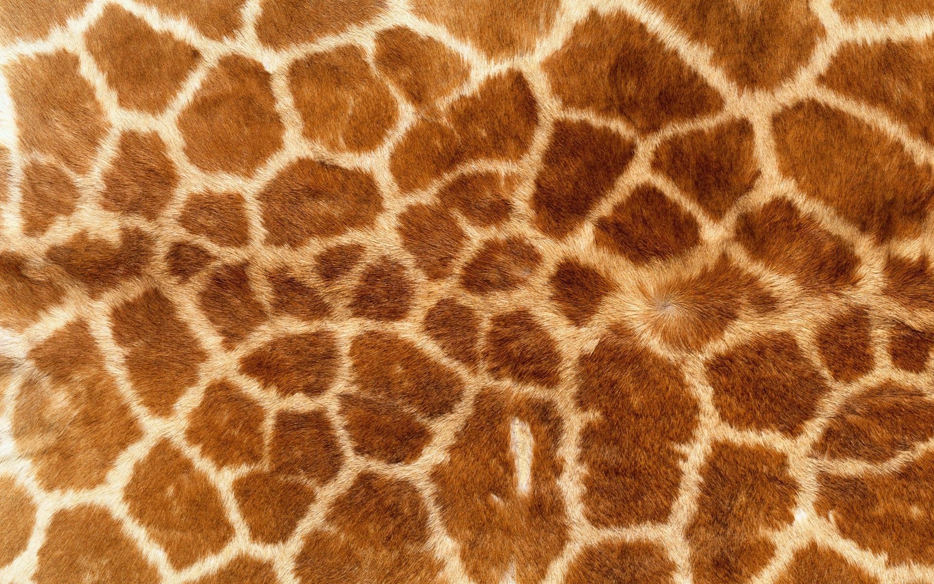 animal Print, Giraffes, Fur Wallpapers HD
